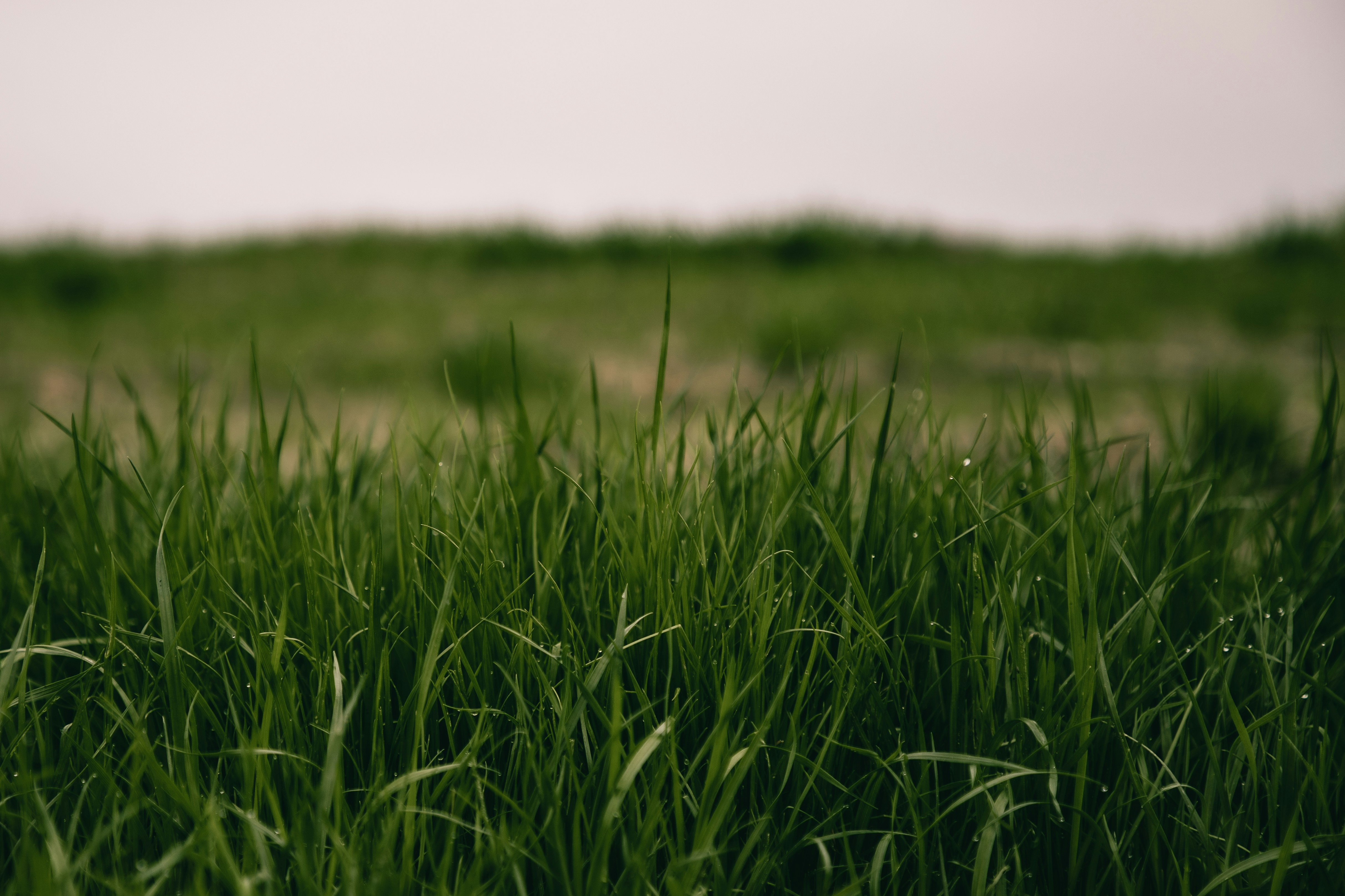 Professional lawn mowing and maintenance service in Hartselle, AL