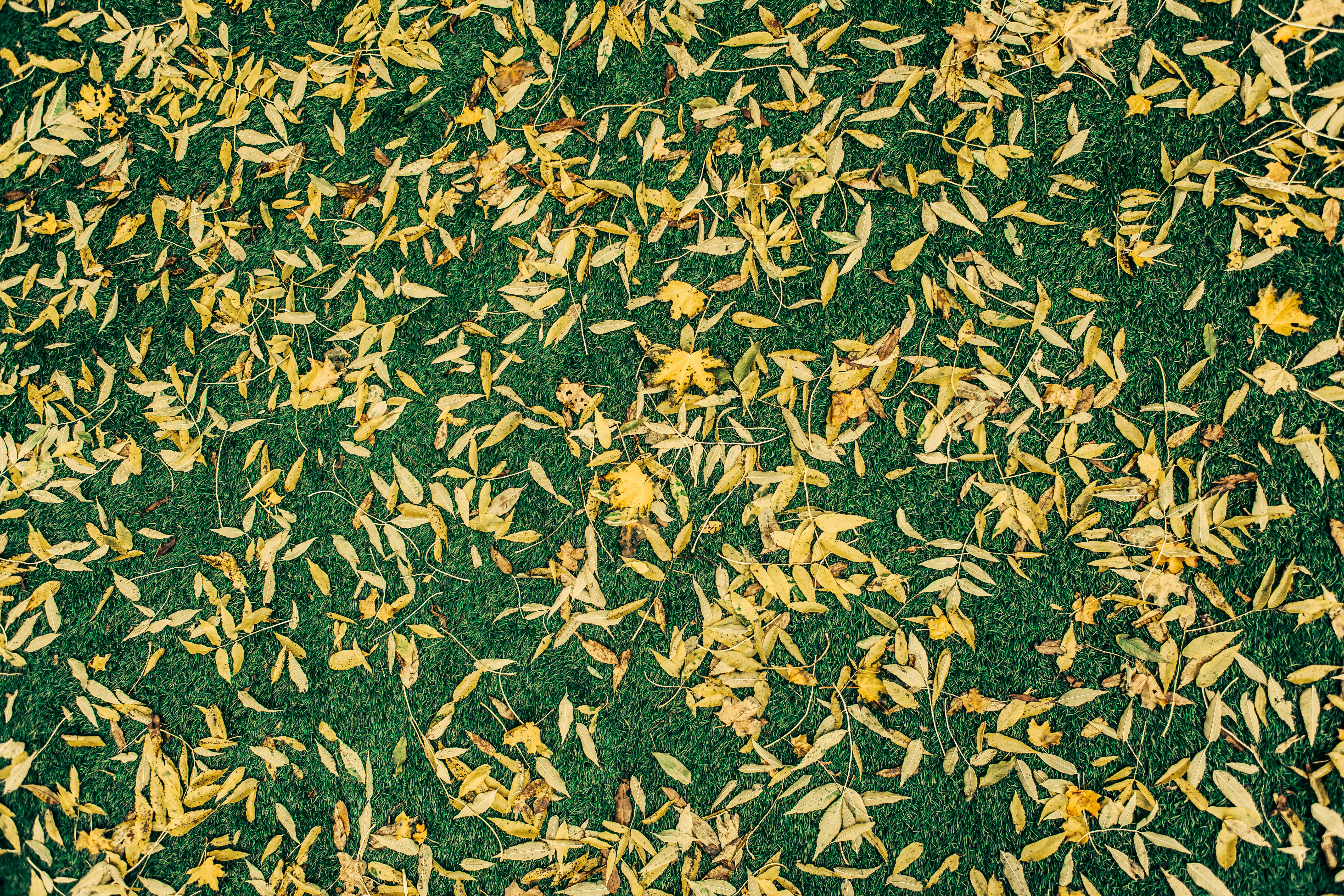 Fall and spring lawn cleanup — leaf removal and seasonal prep in Morgan County, AL