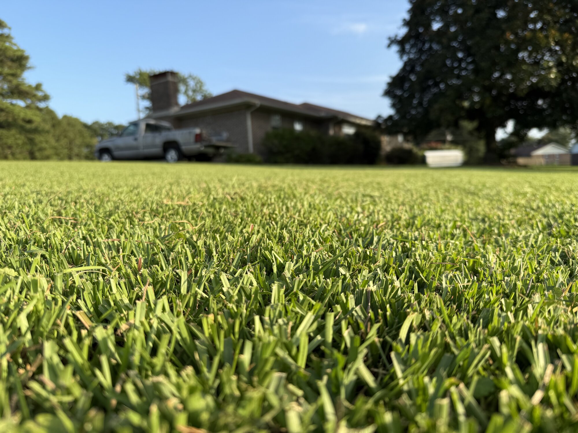 Healthy, lush green lawn maintained by Pearce Outdoor Solutions