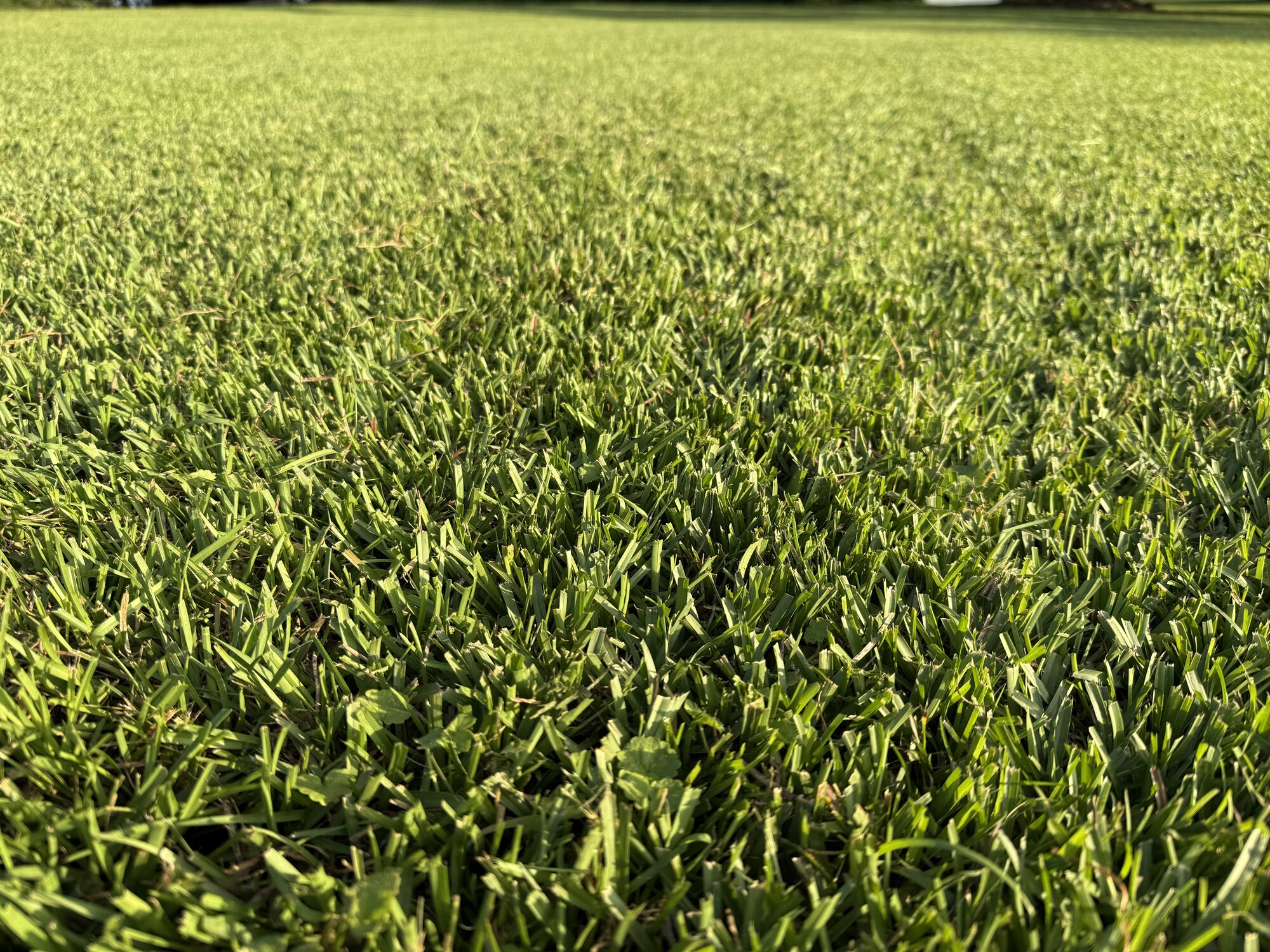 Close-up of thick, weed-free green turf